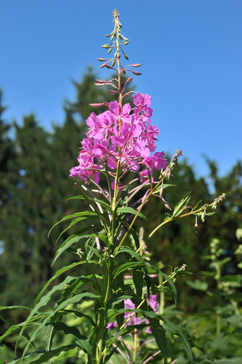 Schmalblättriges Weidenröschen