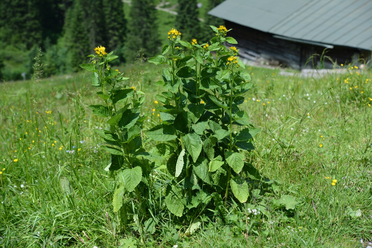 Alpen-Kreuzkraut