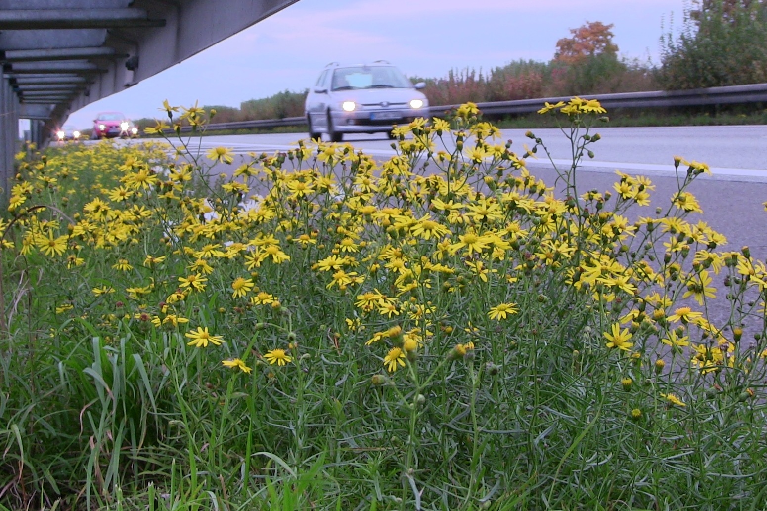 Schmalblättriges Kreuzkraut Senecio inaequidess