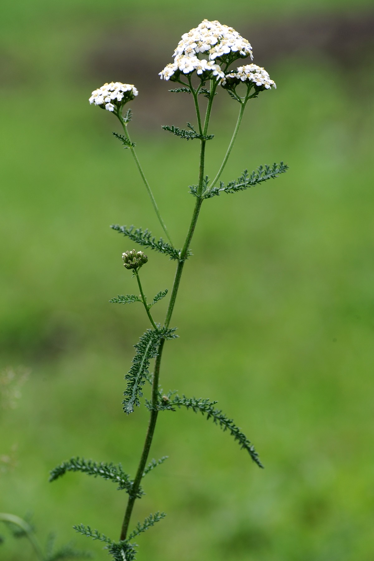 Botanikus Schafgarbe