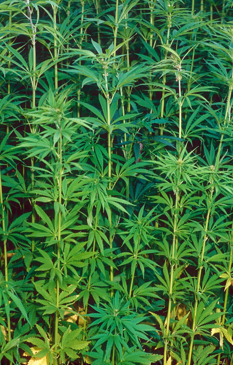 Cannabis CBD-Öl