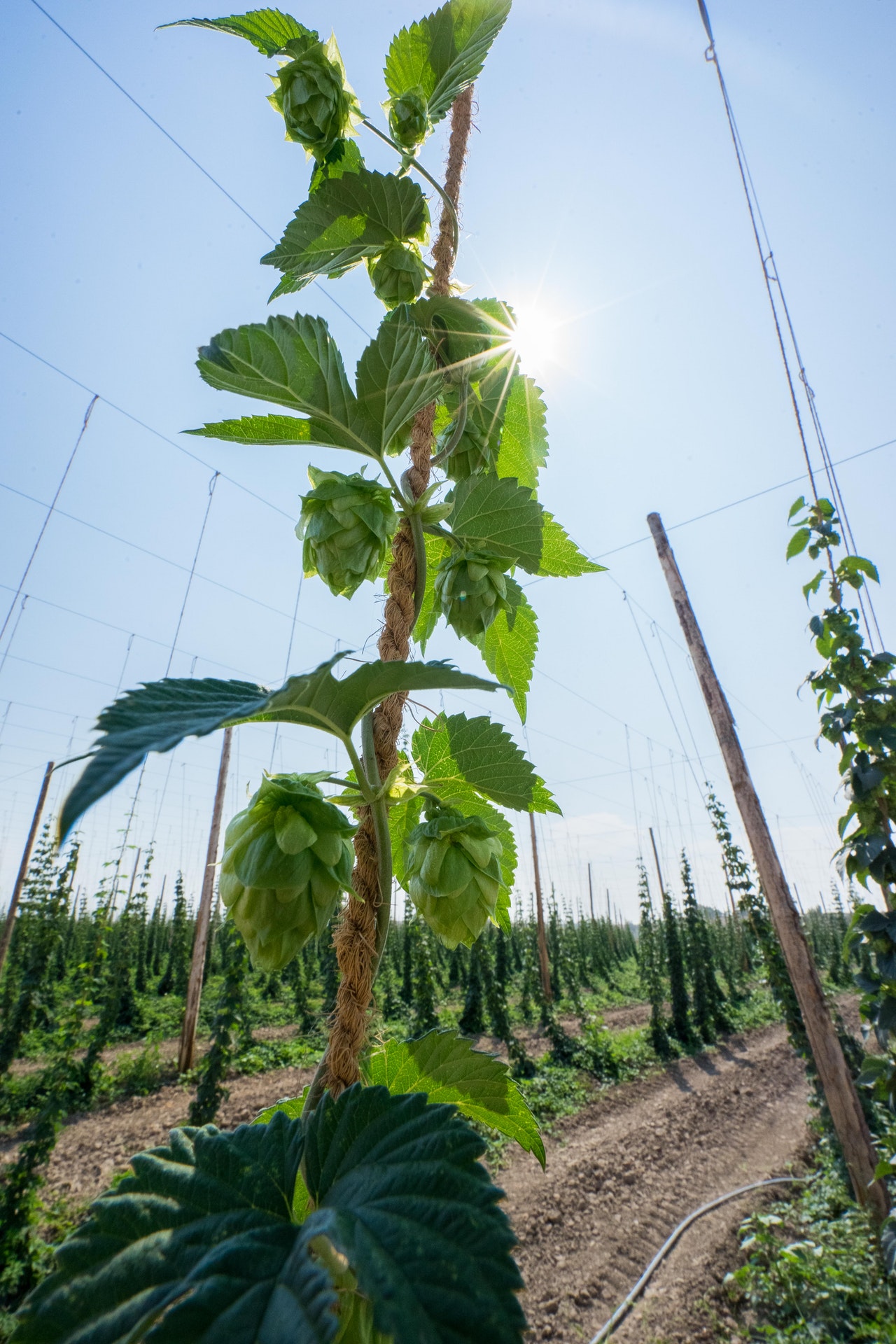 Hopfen