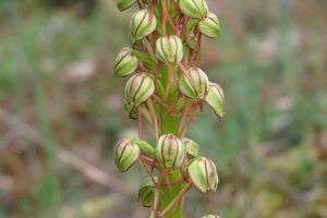 Ohnhorn, Fratzenorchis, Ohnsporn, Puppenorchis (Aceras anthropophorum)