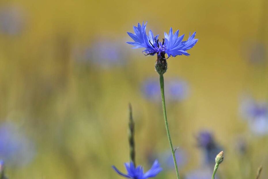 Kornblume