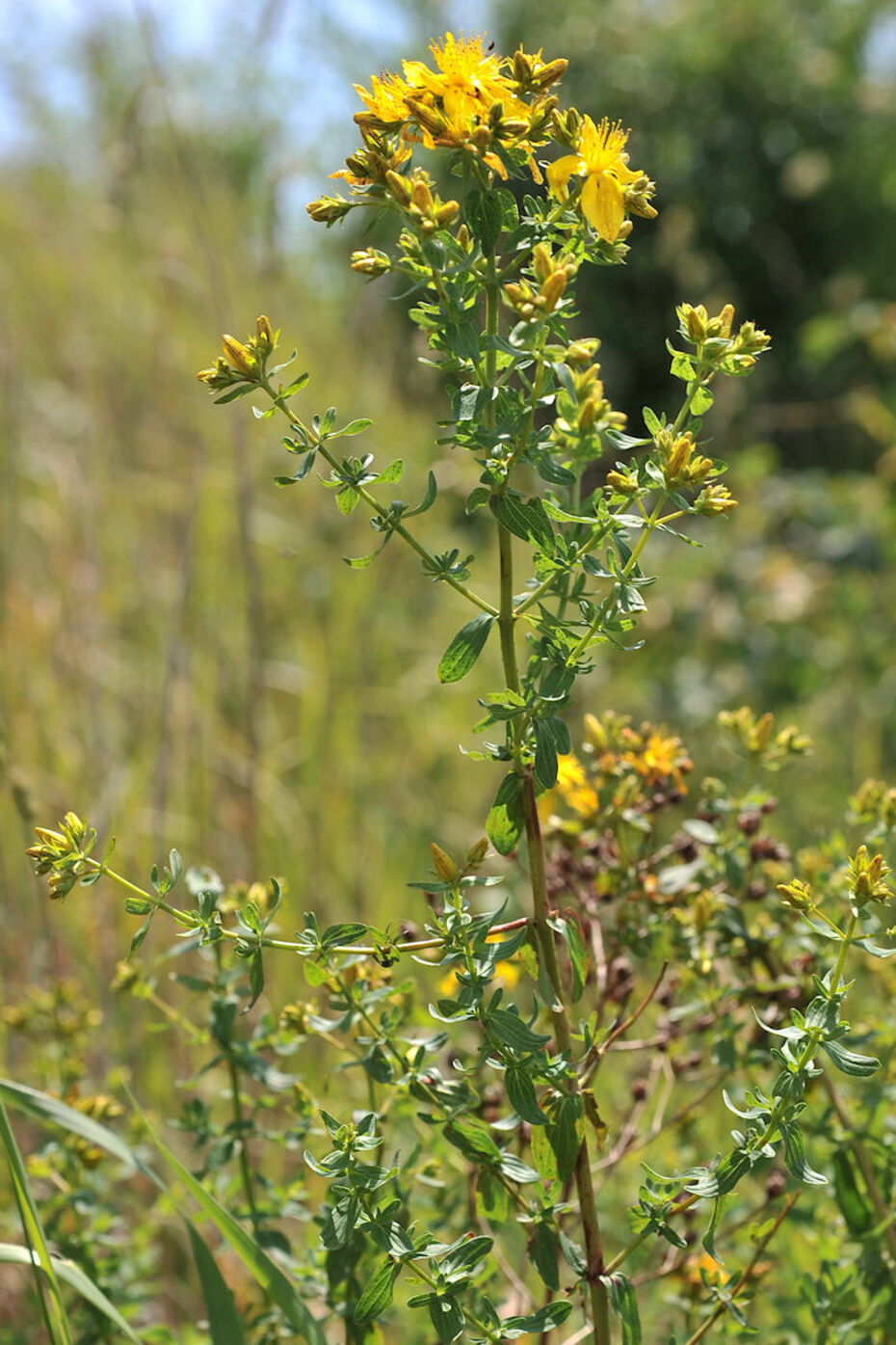 Echtes Johanniskraut, Tüpfel-Hartheu