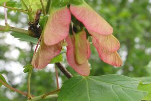 Schneeballblättriger Ahorn, Italienischer Ahorn, Frühlings-Ahorn (Acer opalus  (Acer opulifolium))