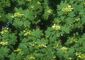 Spitz-Ahorn (Acer platanoides)