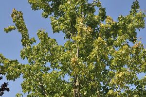 Rot-Ahorn, Roter Ahorn (Acer rubrum)