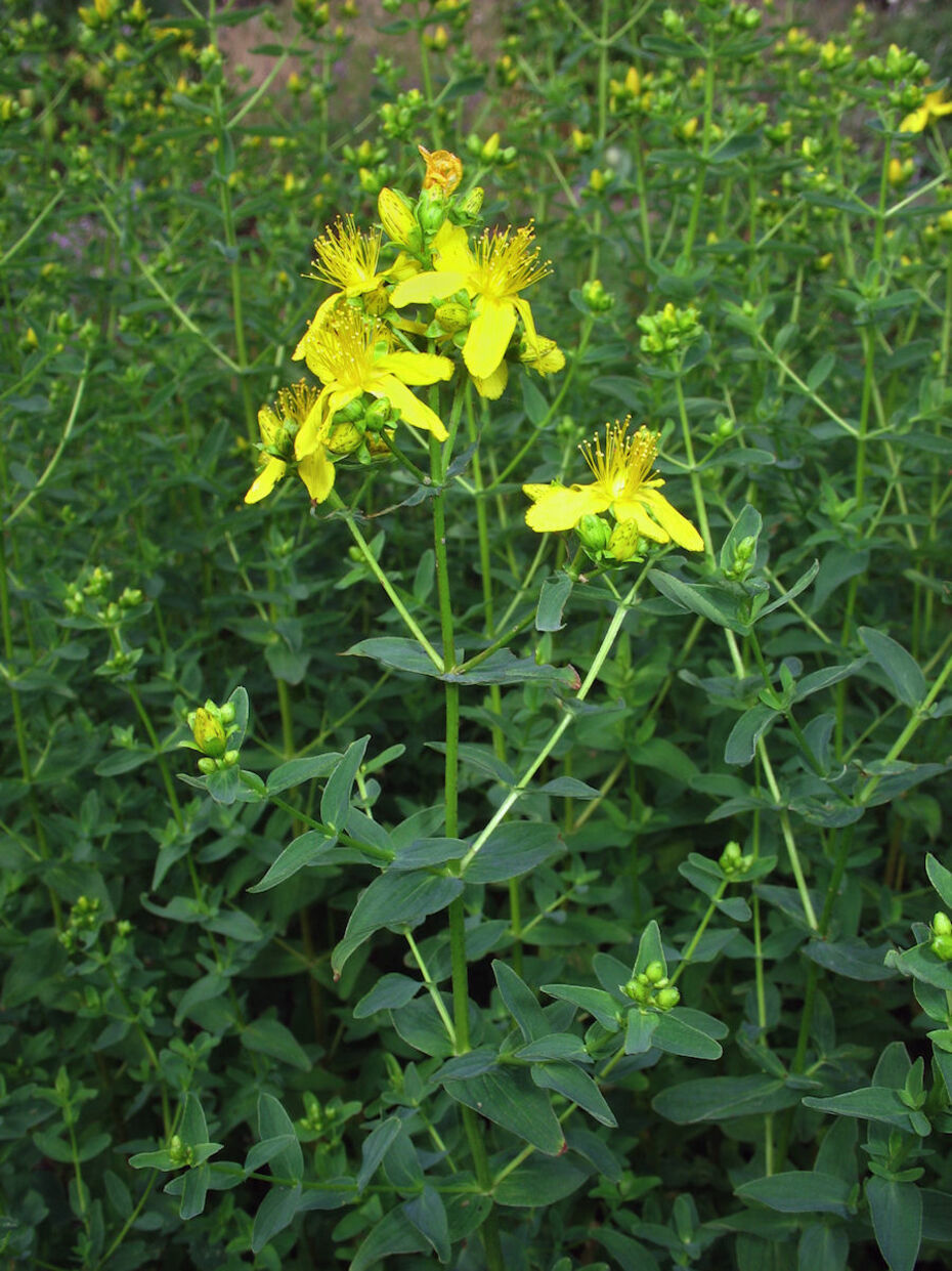 Echtes Johanniskraut, Tüpfel-Hartheu