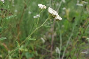 Hügel-Wiesen-Schafgarbe, Hügel-Schafgarbe (Achillea collina (Achillea millefolium subsp. collina))