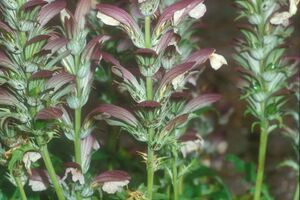 Weicher Akanthus, Pracht-Akanthus (Acanthus mollis)