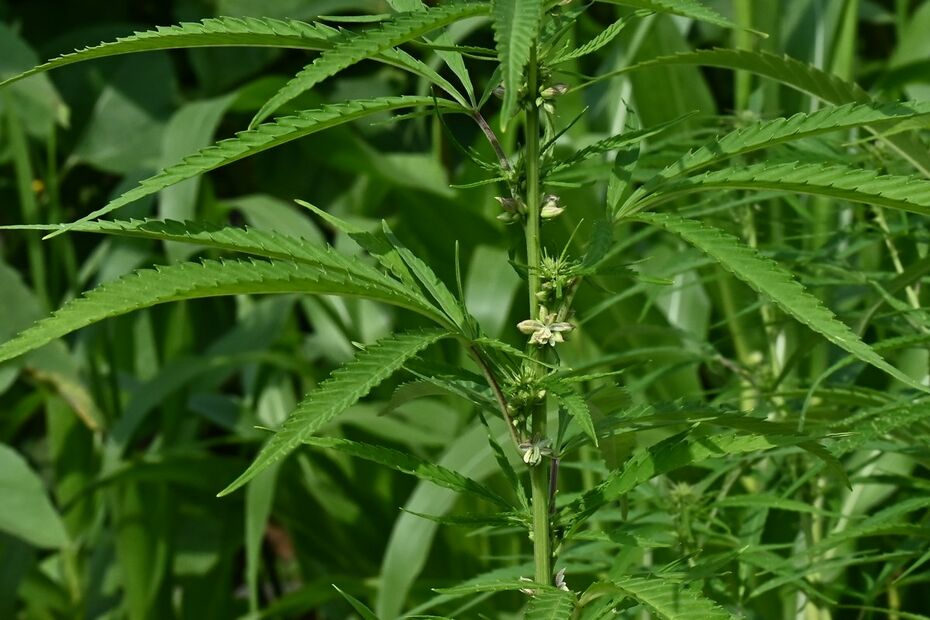 cannabis sativa