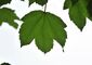 Berg-Ahorn (Acer pseudoplatanus)