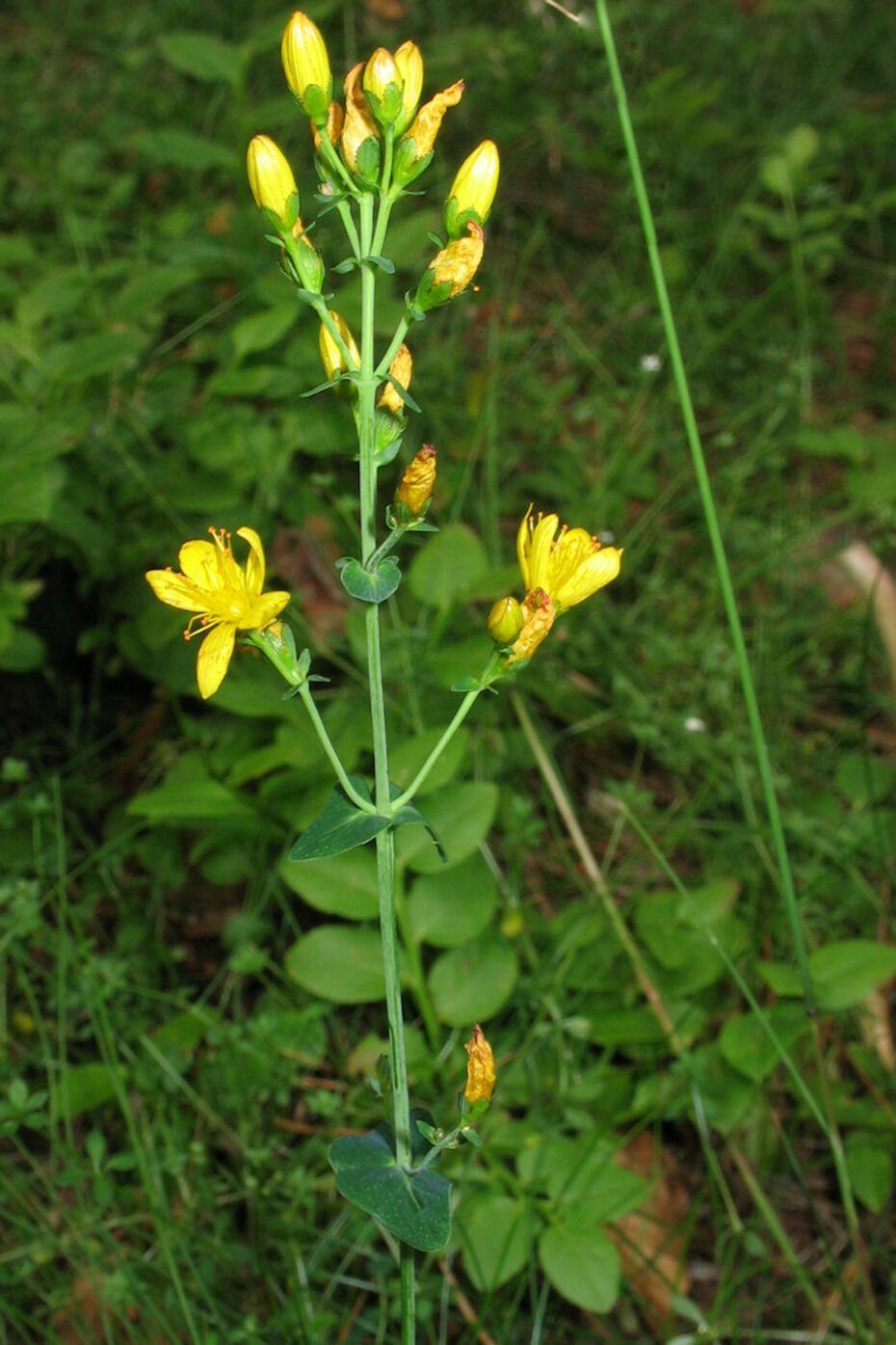 Echtes Johanniskraut, Tüpfel-Hartheu