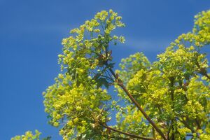 Spitz-Ahorn (Acer platanoides)