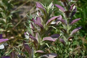 Dorniger Akanthus, Stacheliger Akanthus (Acanthus spinosus)