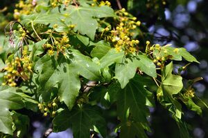 Feld-Ahorn, Maßholder (Acer campestre)