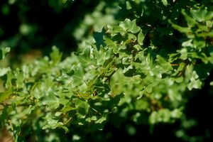 Dreilappiger Ahorn, Französischer Ahorn, Felsen-Ahorn (Acer monspessulanum)