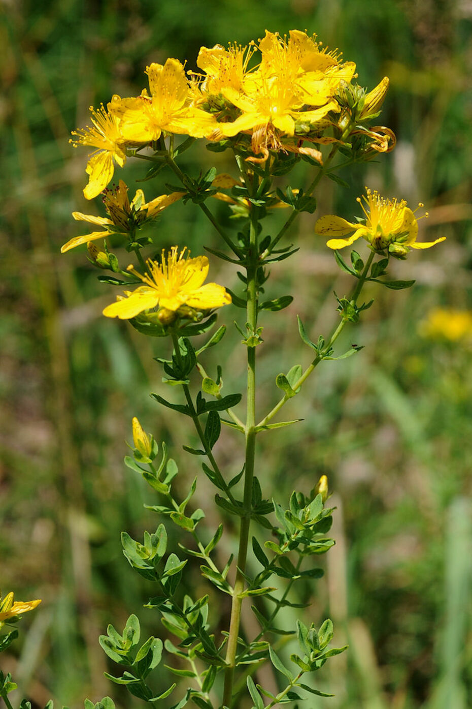 Echtes Johanniskraut, Tüpfel-Hartheu