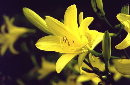 Taglilie Hemerocallis