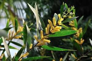 Sidney Goldgeflecht (Acacia longifolia)