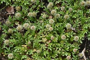 Stachelnüßchen (Acaena)