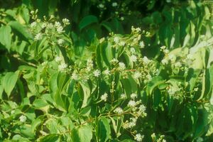Abelie (Abelia)
