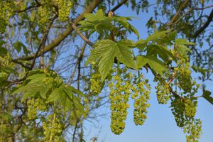 Berg-Ahorn (Acer pseudoplatanus)