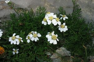 Schwarze Schafgarbe (Achillea atrata)